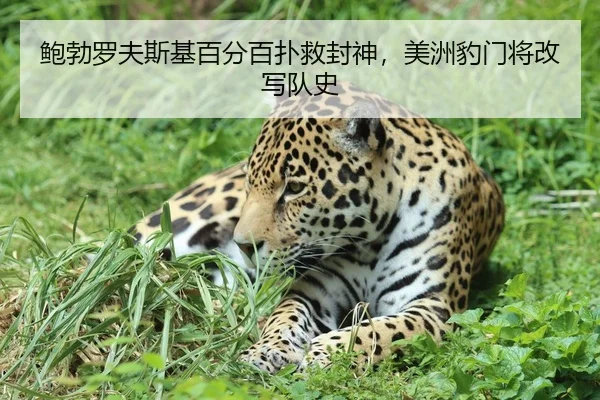 鲍勃罗夫斯基百分百扑救封神，美洲豹门将改写队史